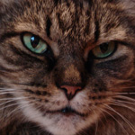 Medicine cat